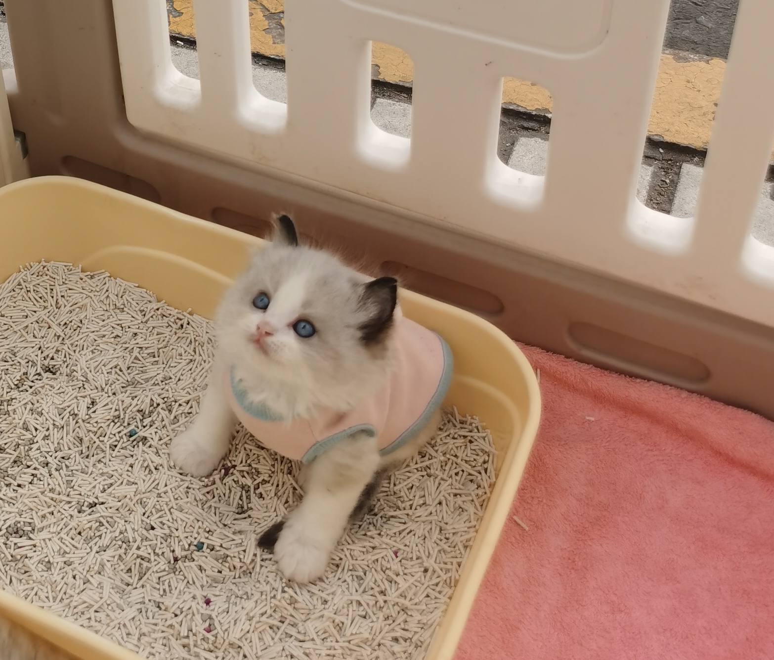 家养小布偶征长期饭票